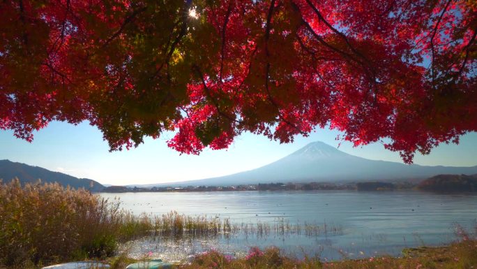 川口湖畔的深红枫叶和富士山