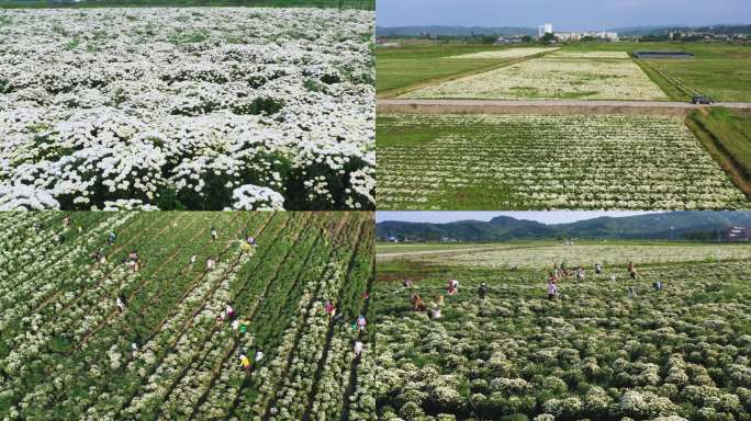 小白菊花航拍