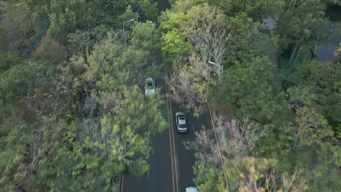 航拍汽车行驶在城市中树林下的公路
