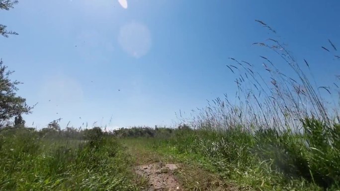 沿着盐湖岸边，在泥泞的道路上行驶，穿过水坑和荆棘丛生的灌木丛。汽车的观点