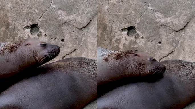 野生海岸岩石上的北方海狗科，有耳海狗，有声音。海洋鳍状食肉动物的概念。