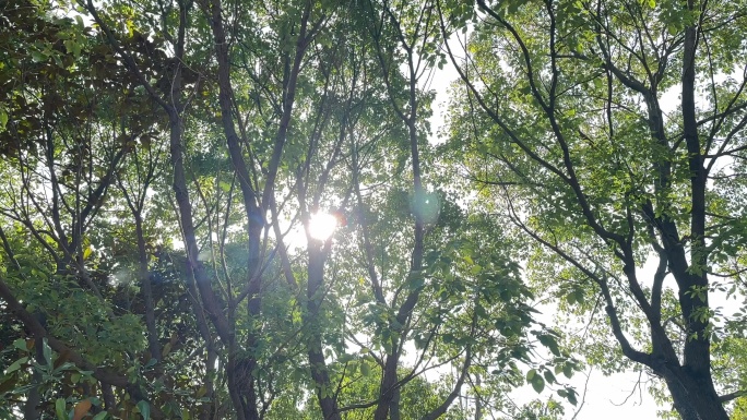 4K原创 唯美公园 阳光穿过树叶