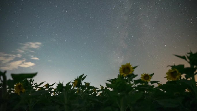 向日葵星空银河延时视频