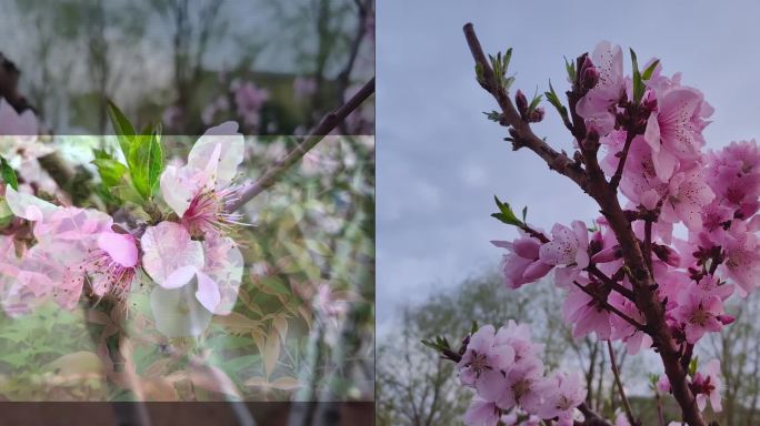 花朵素材——沉浸式感受花之美