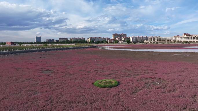 河面上红色水藻漂浮物