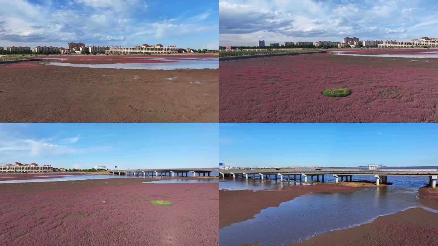 河面上红色水藻漂浮物