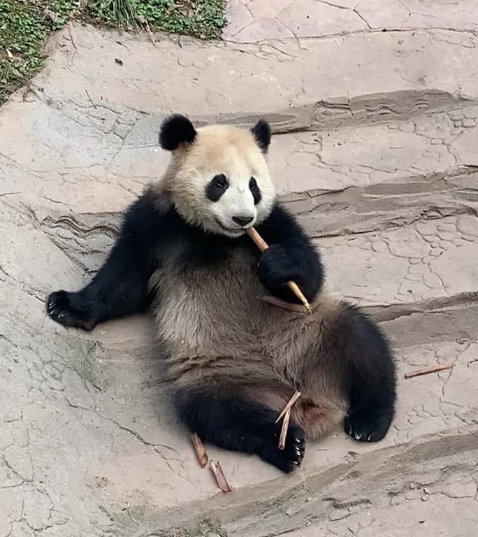 高清拍摄妖娆熊猫吃笋