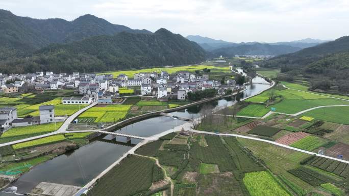 航拍休宁油菜花田