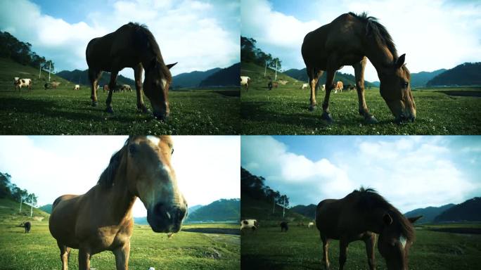 马 吃草 草原 马特写 阳光