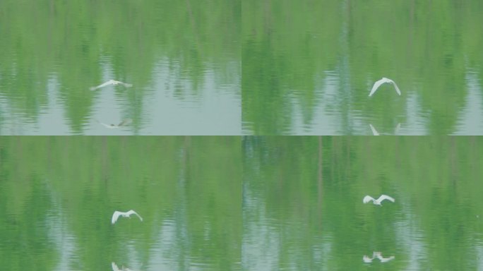 白鹭从水面上飞过