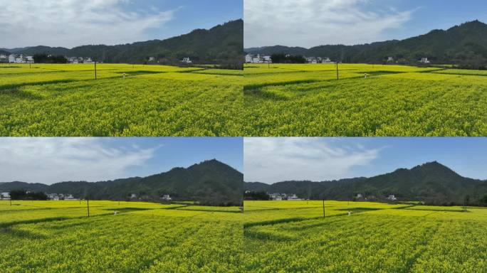 航拍油菜花田