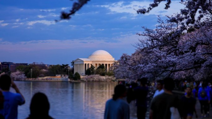 托马斯·杰斐逊纪念堂，华盛顿特区:樱花