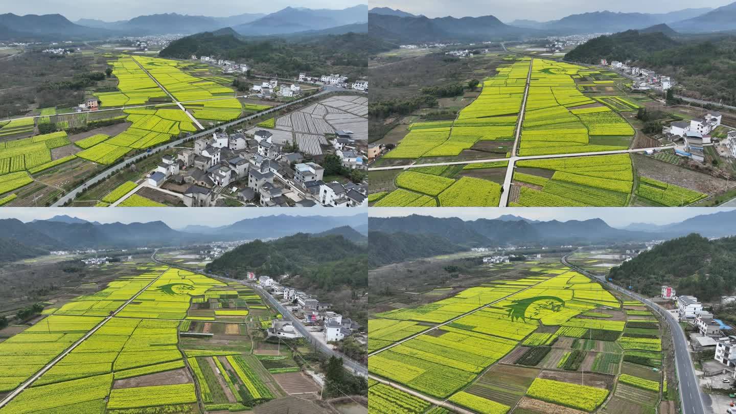 航拍油菜花田