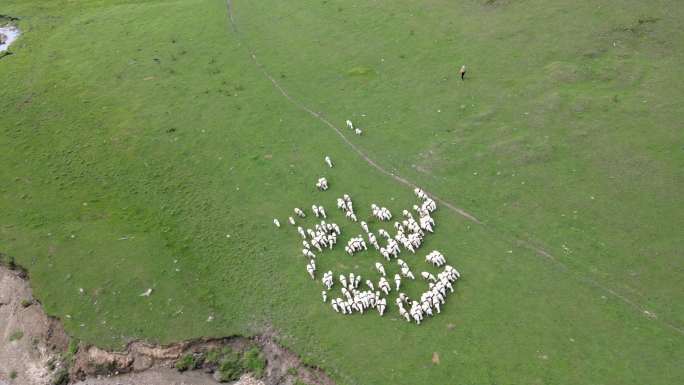 草原 航拍 羊群 大草原 奔跑的羊群