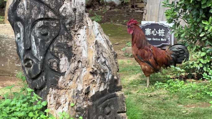 云南旅游云南乡村振兴司莫拉佤族民族特色