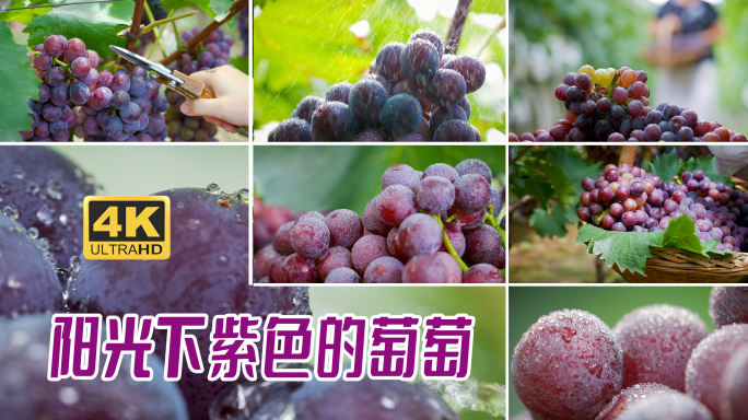 4k葡萄园里的新鲜诱人紫葡萄