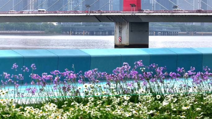 杭州钱江两岸美景两边花开了