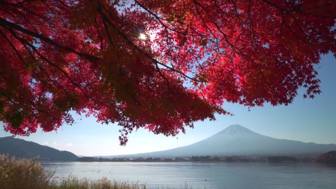 川口湖畔的深红枫叶和富士山