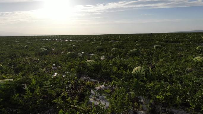 宁夏中卫香山硒砂瓜核心产区航拍4K宣传片