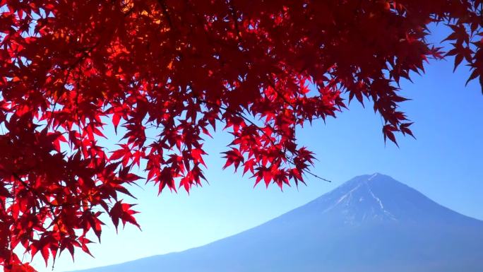 清晨的枫叶和远处的富士山
