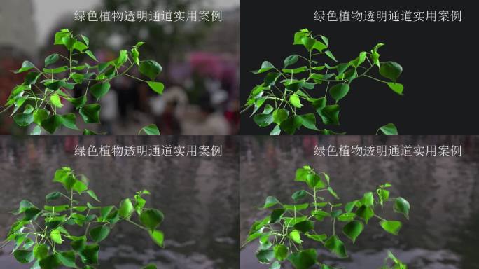 实拍绿叶植物透明带通道抠像视频素材