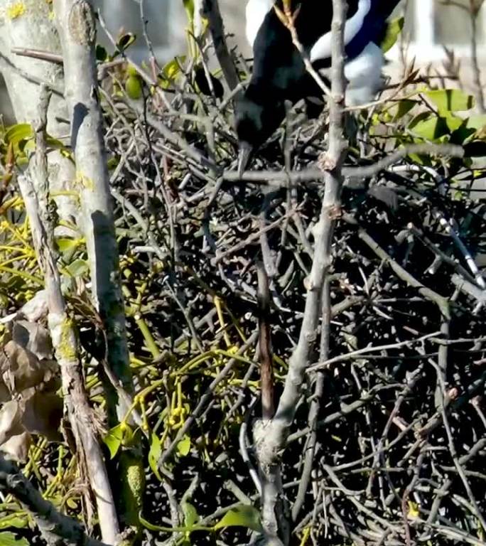 春天，两只喜鹊在高高的树上筑巢，一只把树枝放在嘴里叼着，风摇动着树，鸟喜鹊筑巢