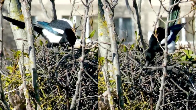 春天，两只喜鹊在高高的树上筑巢，一只把树枝放在嘴里叼着，风摇动着树，鸟喜鹊筑巢