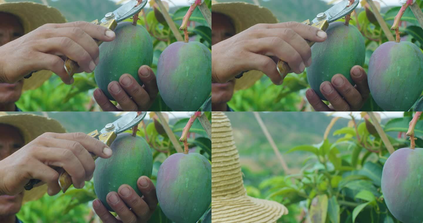 农民用剪刀采摘芒果