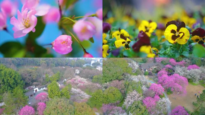 春天来了花朵盛开草木植被风景视频素材44