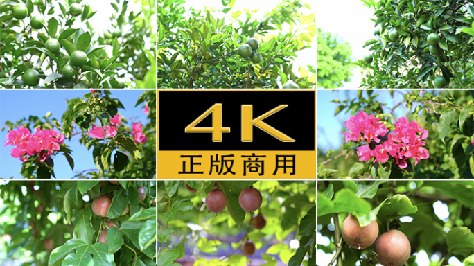 4K原创高清果实鲜花