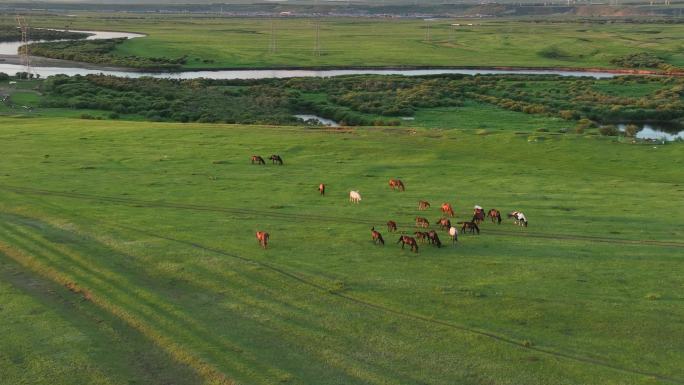 湿地河畔草场马群