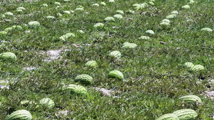 4K-Log-航拍大暑时节、西瓜地