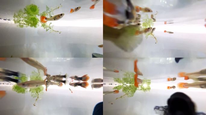 生态缸里游动的鱼微距4k
