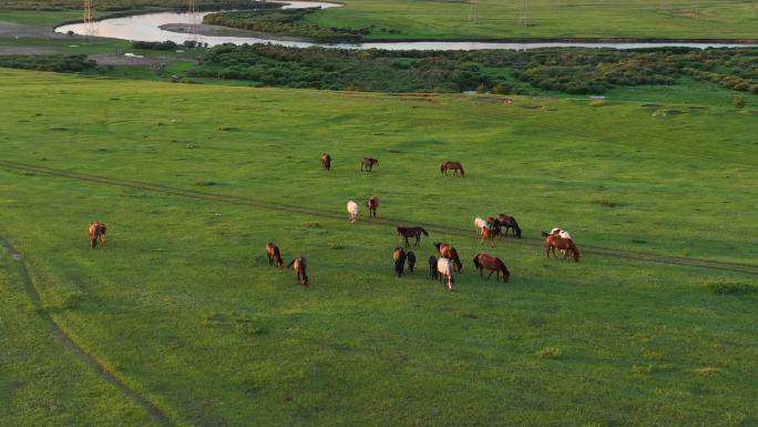 草原湿地海拉尔河畔马群