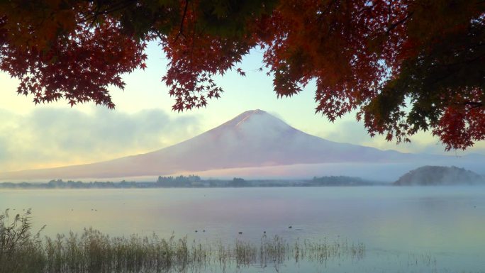 清晨川口湖畔的红枫秋叶与富士山