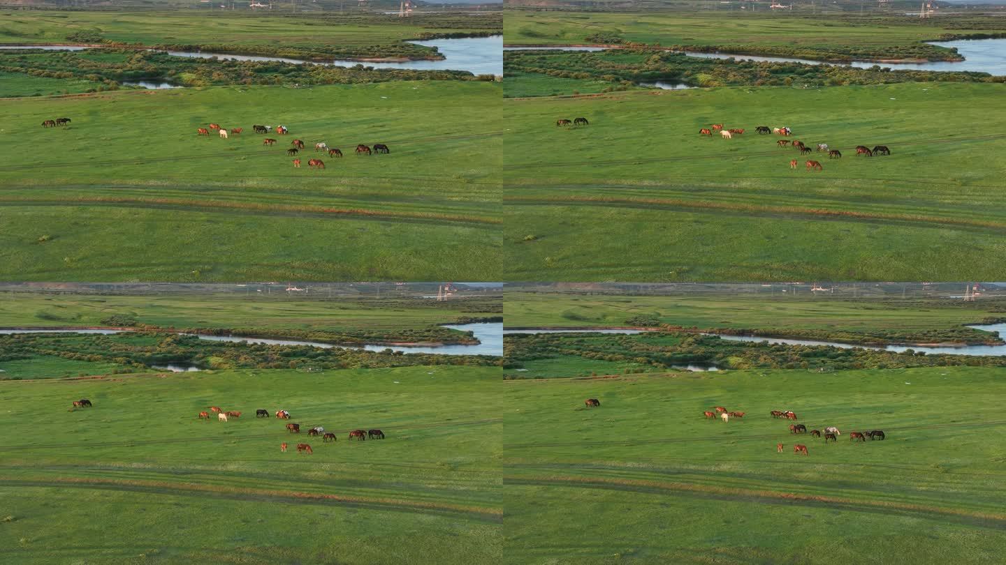 海拉尔河湿地牧场马群