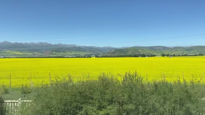 高清风景高铁路过油菜花地