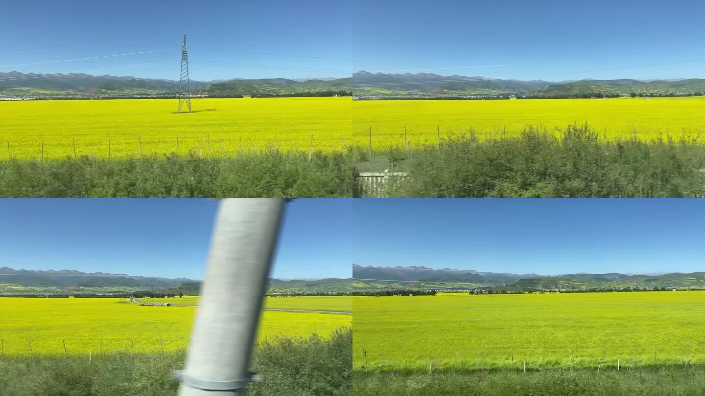 高清风景高铁路过油菜花地