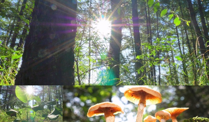 森林视频 森林植物 森林深处 蘑菇