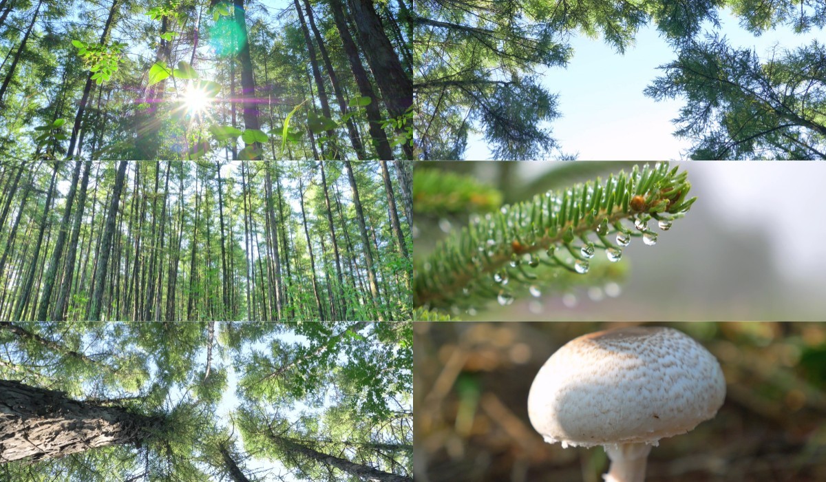 森林视频 森林植物 森林深处 蘑菇
