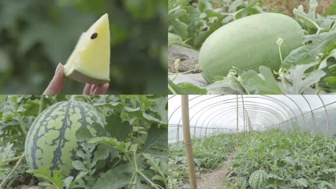 西瓜种植西瓜采摘