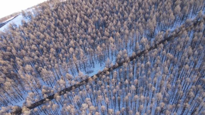 4K晴朗的牙克石雪景松树道路