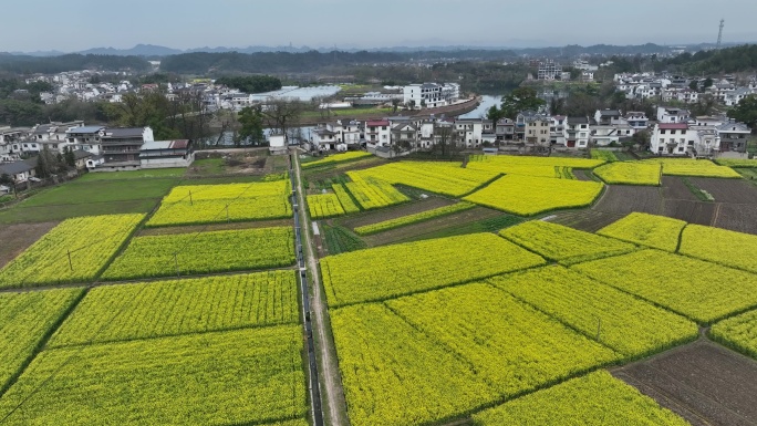 航拍油菜花田