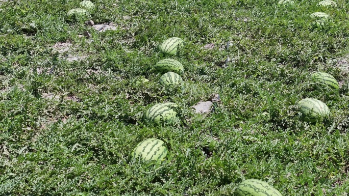 4K-Log-航拍大暑时节、西瓜地