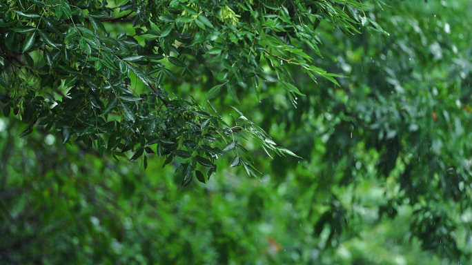 下雨 雨滴 树叶滴水 下雨空镜