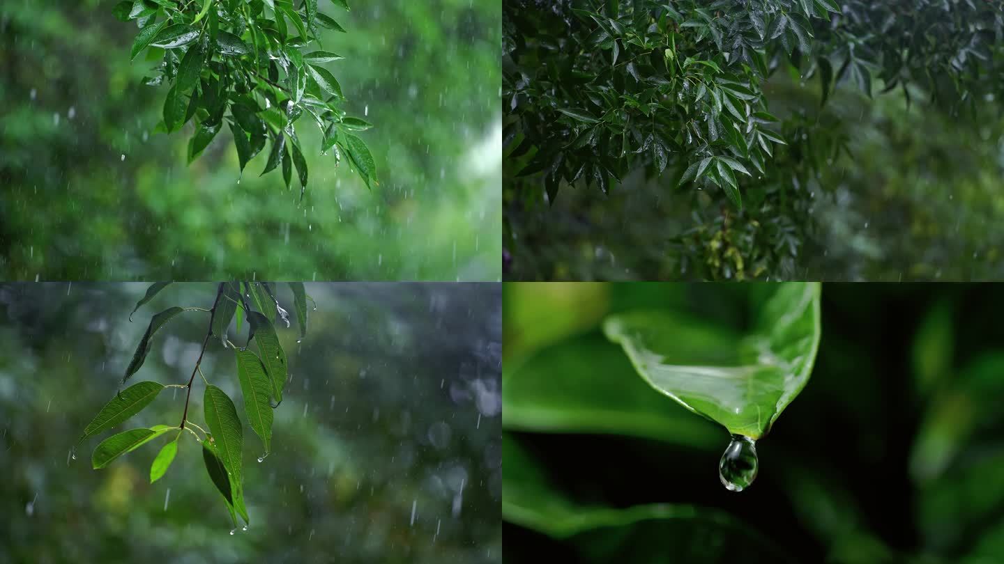 下雨 雨滴 树叶滴水 下雨空镜