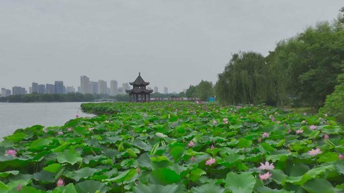 湖边航拍荷花