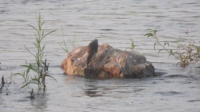 石头上的池鹭