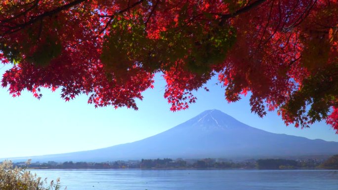 川口湖畔的深红枫叶和富士山