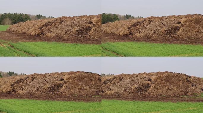 粪肥:农业中用作天然肥料的大量粪肥